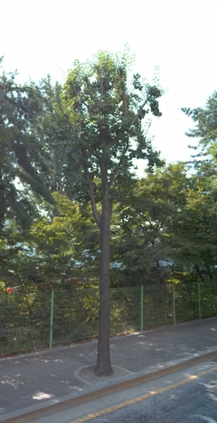 tree photo