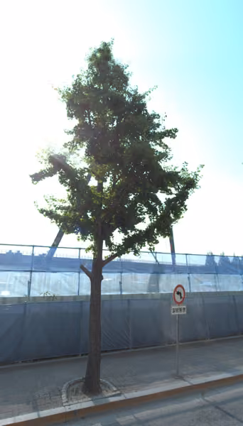 tree photo