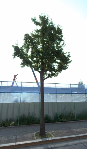 tree photo