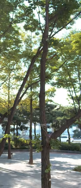 tree photo