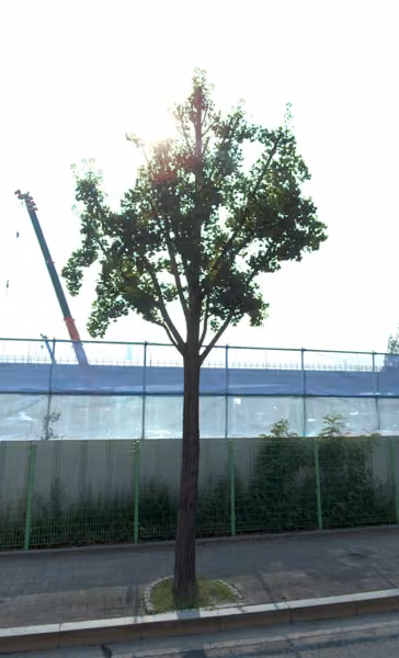 tree photo