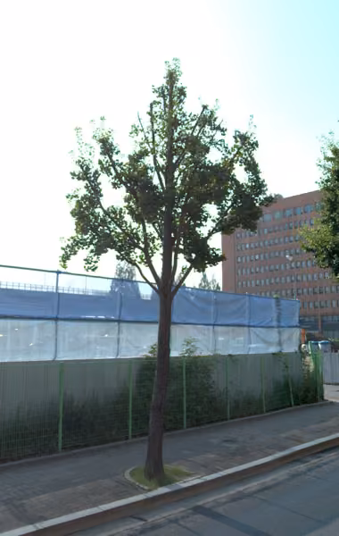 tree photo