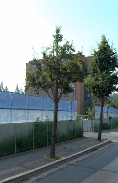 tree photo
