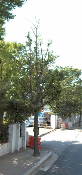 tree photo