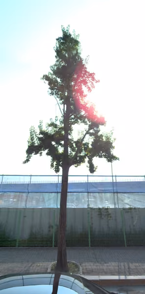 tree photo