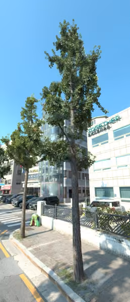 tree photo