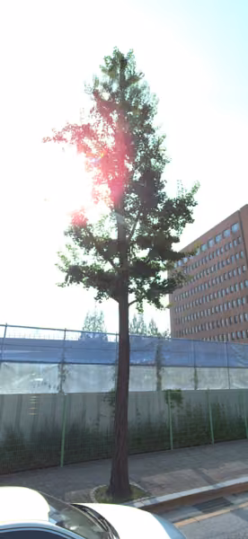 tree photo