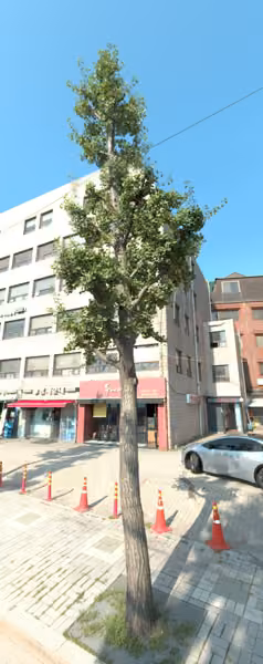 tree photo