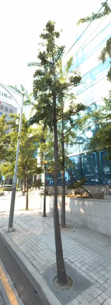 tree photo