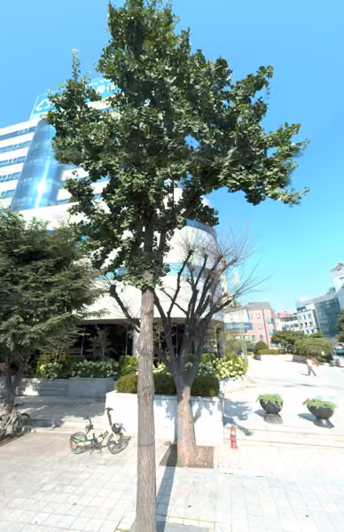 tree photo