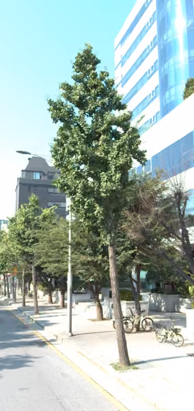 tree photo