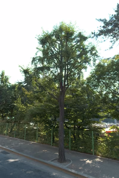 tree photo