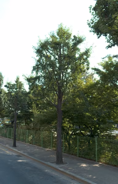 tree photo