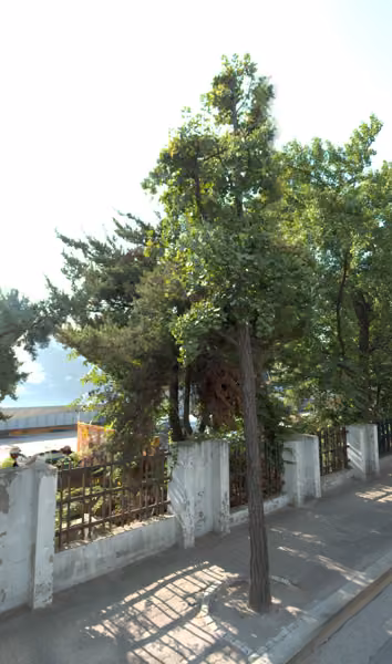 tree photo