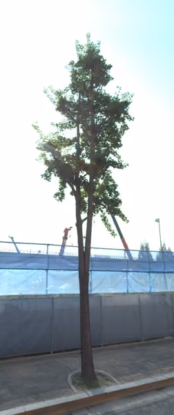 tree photo