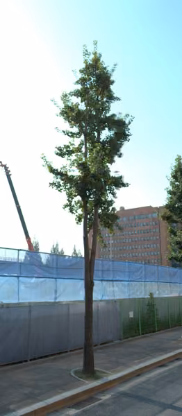 tree photo