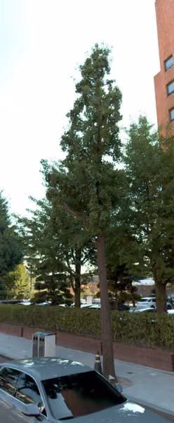 tree photo