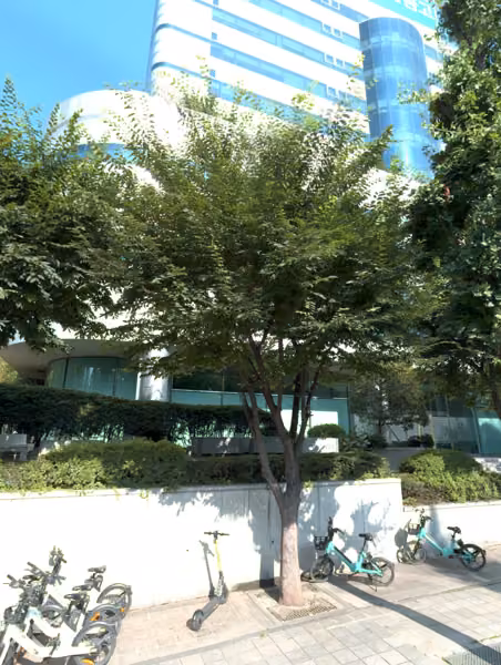 tree photo
