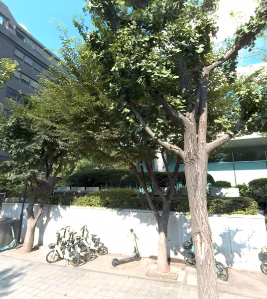 tree photo