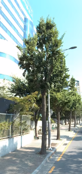 tree photo