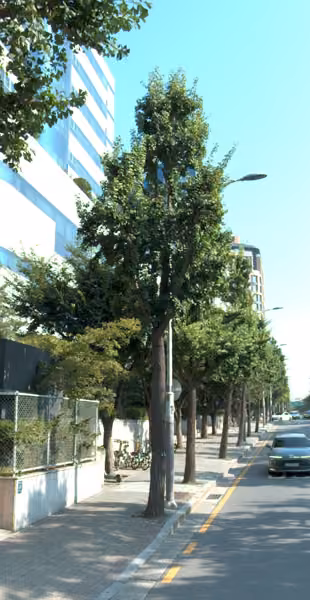 tree photo