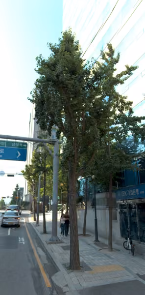 tree photo
