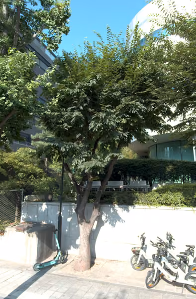 tree photo
