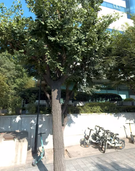 tree photo