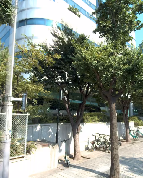 tree photo