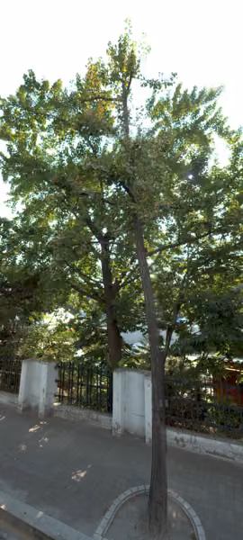 tree photo