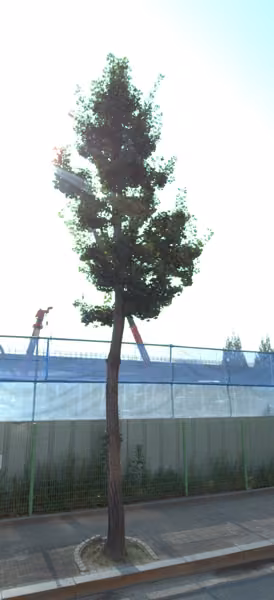 tree photo