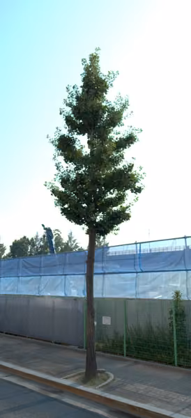 tree photo