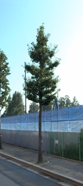 tree photo