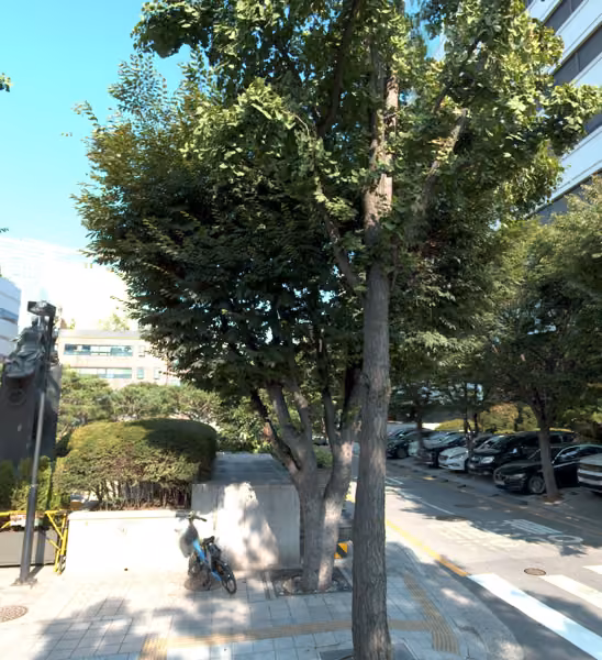 tree photo