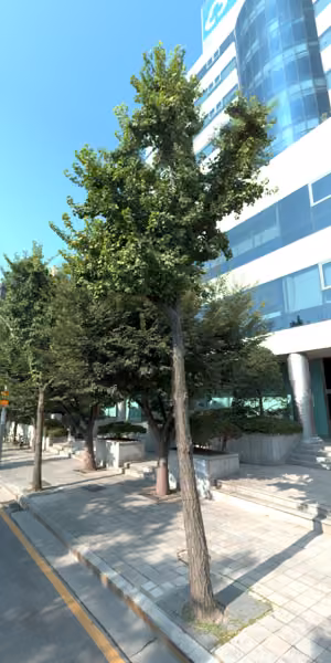 tree photo