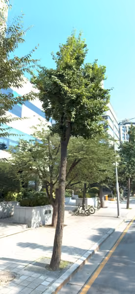 tree photo