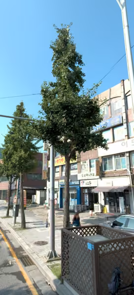 tree photo