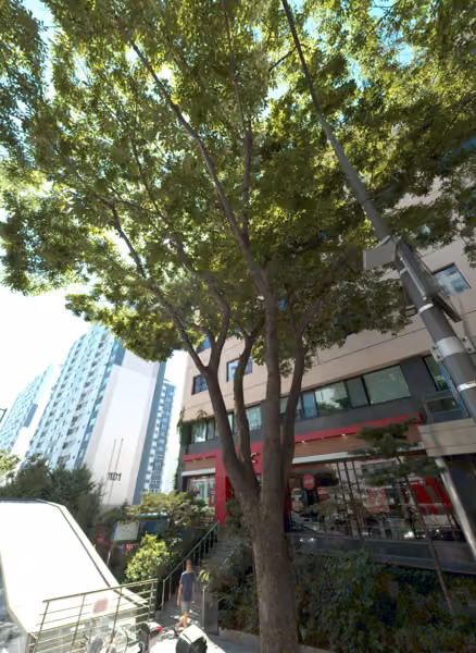 tree photo