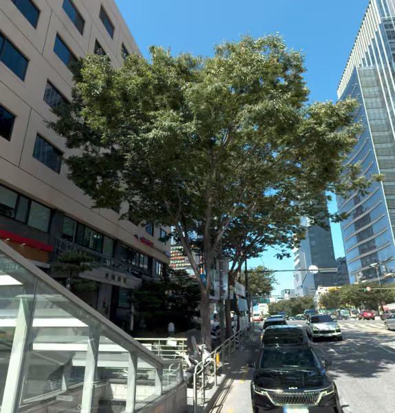tree photo
