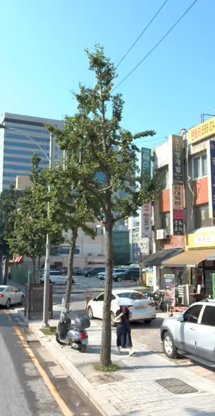 tree photo