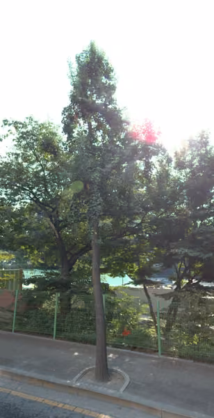 tree photo