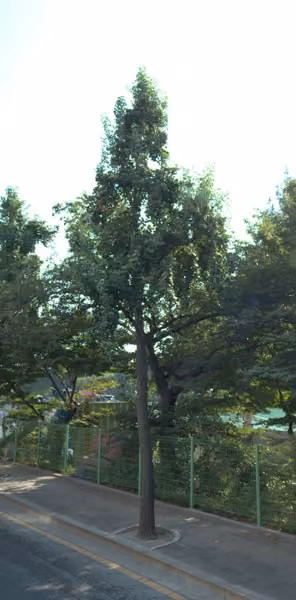 tree photo