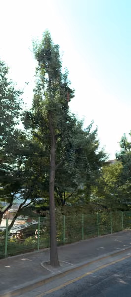 tree photo