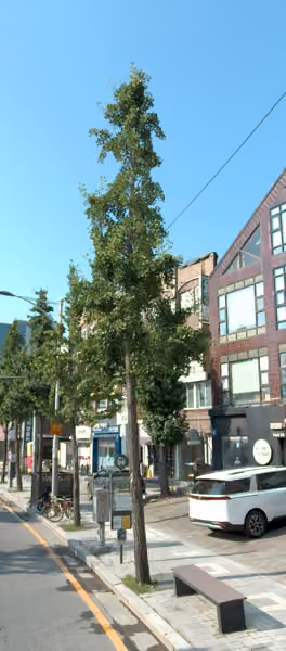 tree photo