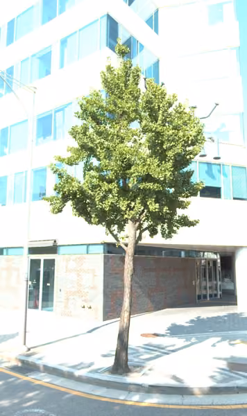 tree photo