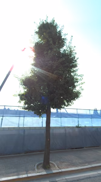 tree photo