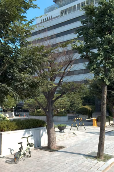 tree photo