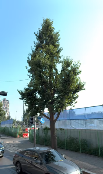 tree photo
