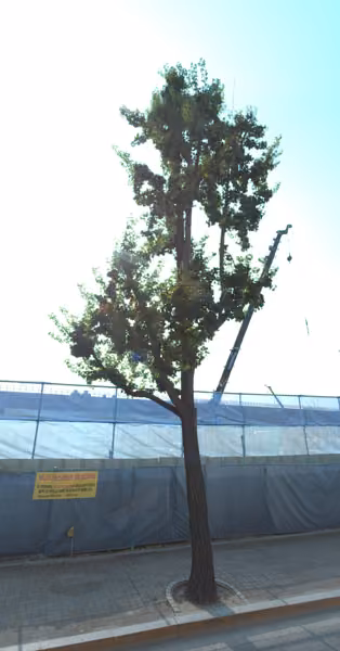 tree photo
