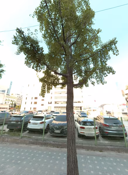 tree photo